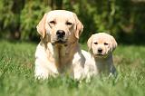 LABRADOR 1179
